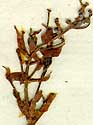 Bocconia frutescens L., inflorescens x7