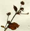 Boerhaavia diffusa L., blommställning x6