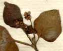 Boerhaavia diffusa L., blommställning x6