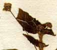 Boerhaavia hirsuta L., inflorescens x6