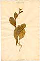 Brassica chinensis L., framsida