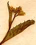 Brassica chinensis L., blomställning x8