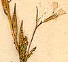 Brassica eruca L., inflorescens x8