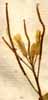Brassica orientalis L., inflorescens x8