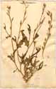 Brassica vesicaria L., front