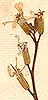 Brassica vesicaria L., flowers x8