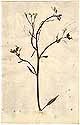 Brassica violacea L., framsida