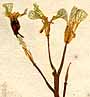 Brassica violacea L., blomställning x8