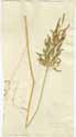 Briza eragrostis L., framsida