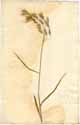 Bromus arvensis L., framsida