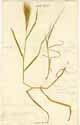 Bromus madritensis L., framsida