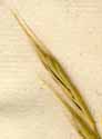 Bromus pinnatus L., ax x6