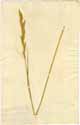 Bromus pinnatus L., framsida