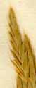 Bromus pinnatus L., spike x8