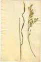 Bromus secalinus L., framsida