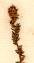 Brunia abrotanoides L., inflorescens x8