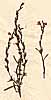 Buchnera asiatica L., närbild, framsida x3