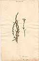 Buchnera asiatica L., framsida