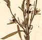 Buchnera asiatica L., blomställning x8