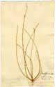 Bufonia tenuifolia L., front