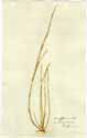 Bufonia tenuifolia L., framsida
