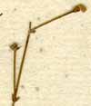 Bufonia tenuifolia L., närbild x8