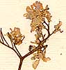 Bunias cakile L., inflorescens x8