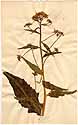 Bunias orientalis L., framsida