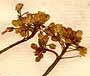 Bunias orientalis L., blomställning x8