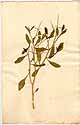 Bunias spinosa L., framsida