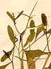 Bunias spinosa L., close-up x4