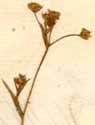 Bupleurum falcatum L., inflorescens x8
