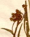 Bupleurum falcatum L., blomställning x8