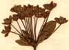 Bupleurum fruticosum L., blomställning x6