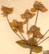 Bupleurum longifolium L., blomställning x8