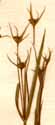 Bupleurum praealtum L., blomställning x8
