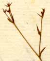 Bupleurum rigidum L., blomställning x8