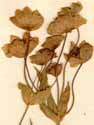 Bupleurum stellatum L., blomställning x5
