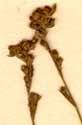 Bupleurum tenuissimum L., blomställning x8
