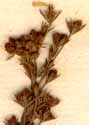 Bupleurum tenuissimum L., inflorescens x8