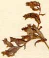 Burmannia disticha L., blomställning x7