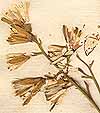 Cacalia hastata L., inflorescens x8