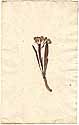 Cacalia kleinia L., front