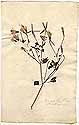Cacalia porophyllum L., front