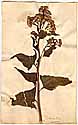 Cacalia suaveolens L., framsida