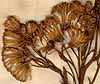 Cacalia suaveolens L., blomställning x8