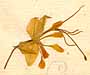 Cadaba indica Lam., flower x8