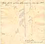 Cadaba indica Lam., baksida