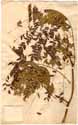 Caesalpinia sappan L., front