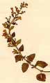 Calamintha officinalis Moench, närbild, framsida x3